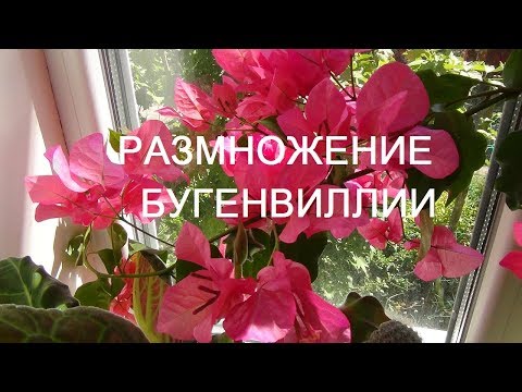 Видео: 🌺 Размножение бугенвиллеи воздушными отводками.