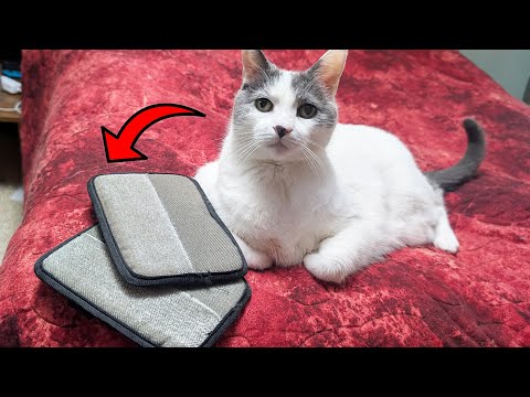 Видео: Самый простой способ убрать шерсть домашних животных? (Тест на статическую перчатку)