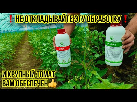 Видео: Нужен Крупный Помидор?🍅 Делаем это СЕЙЧАС!!!