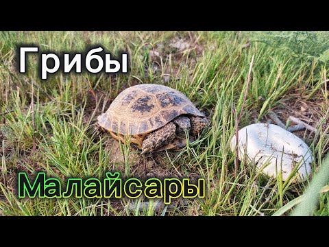 Видео: Малайсары | Грибы, черепахи, фейки и дорога | 11 апреля 2024