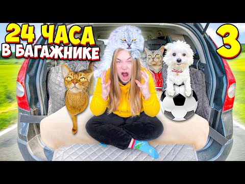 Видео: 24 ЧАСА В БАГАЖНИКЕ СО ВСЕМИ КОТАМИ И СОБАКОЙ | АРИЕЛА В ПАНИКЕ