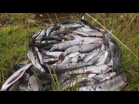 Видео: За хариусом в тайгу Республики Коми/дикая природа, отличный улов!Fishing for grayling!