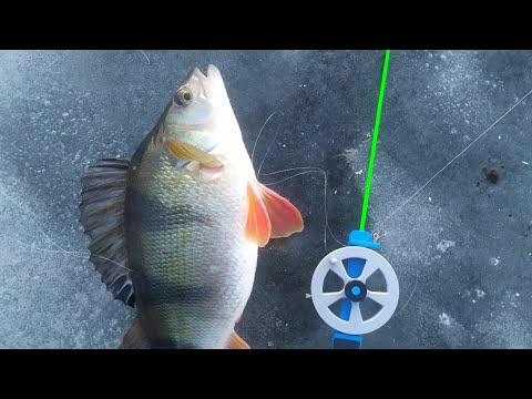 Видео: Ловля окуня зимой - практические советы! Самые уловистые балансиры и мормышки на окуня!