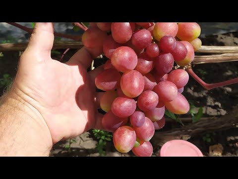 Видео: Виноградный Обзор!!! часть 4