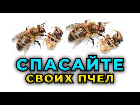 Видео: Спасаем пчел от неминуемой гибели. Критическая ситуация по заклещенности пчелосемей.