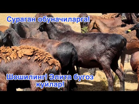 Видео: Великан бугоз куйлар! Сотилиб кетган