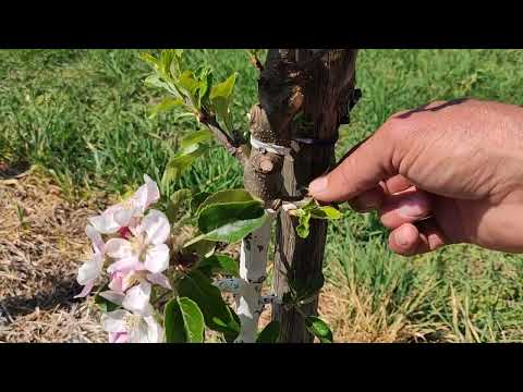 Видео: молодые деревья пошли расти не по плану. Что делать.