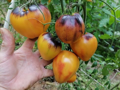Видео: Томат Ананасовый сержант
