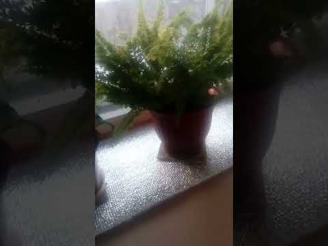 Видео: Как защитить цветы на подоконнике от кошки.