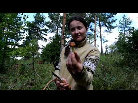 Видео: КАК МЫ ВМЕСТЕ С КОЗАМИ ГРИБЫ СОБИРАЛИ