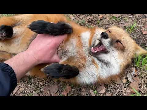 Видео: Алиса - лиса. 9 минут утреннего общения