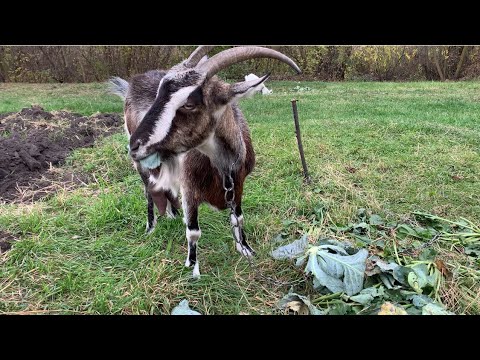 Видео: Урожай капусты. Сажаем яблони. 