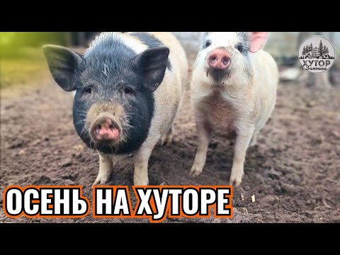 Видео: БЕЛЫЕ ГРИБЫ, ВТОРЫЕ ОКНА И КОФЕ У КАМИНА.