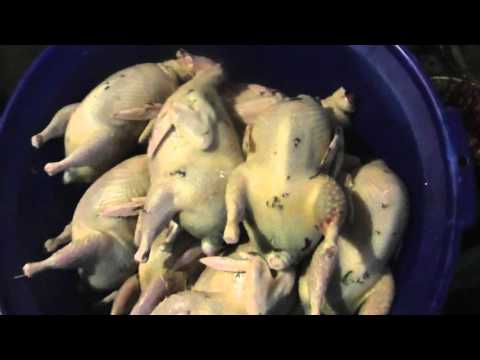 Видео: Ощипывание перепелов( ручное) и потрошение