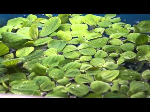 Видео: Пистия или водяная капуста (Pistia stratiotes)