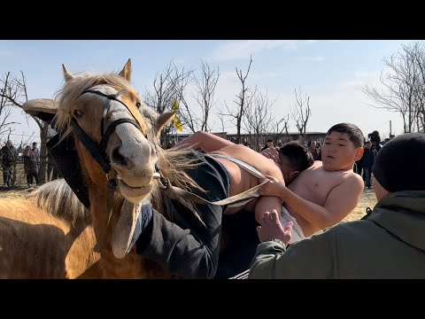 Видео: Республика конного туризма.Борьба на лошадях на Аранзале.Верблюжий остров представляет