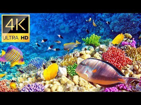 Видео: Морские обитатели | Красное море | Подводный мир | Жители моря | Успокаивающая музыка