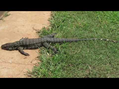 Видео: Наш Птичий Двор(архив 2019г #7)