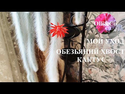 Видео: ОБЕЗЬЯНИЙ ХВОСТ, ХИЛЬДЕВИНТЕРА КОЛАДЕМОНОНИС МОЙ УХОД, MONKEYS TAIL #комнатныерастения #plants