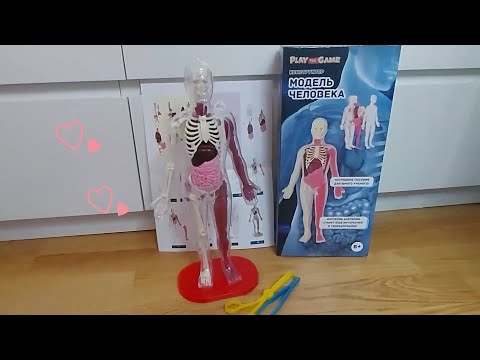 Видео: Купили в Фикс Прайс конструктор Модель человека/Процесс сборки/результат