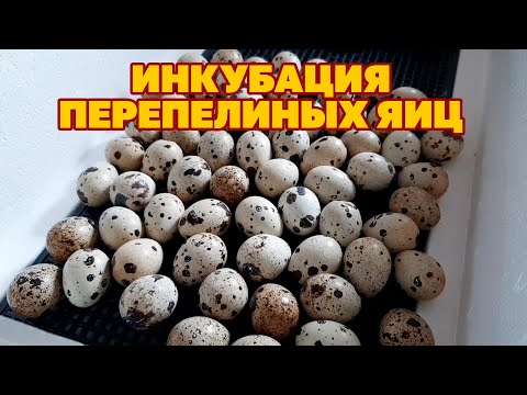 Видео: КАК Я ВЫВОЖУ ПЕРЕПЕЛОК /ДЕШЕВЫЙ ИНКУБАТОР НЕ ПОДВЕЛ/КАК УХАЖИВАТЬ ЗА МОЛОДНЯКОМ @obovsemsmarusya