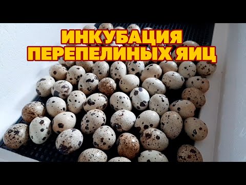 Видео: КАК Я ВЫВОЖУ ПЕРЕПЕЛОК /ДЕШЕВЫЙ ИНКУБАТОР НЕ ПОДВЕЛ/КАК УХАЖИВАТЬ ЗА МОЛОДНЯКОМ @obovsemsmarusya