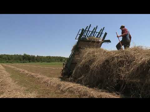 Видео: Заготовка сена лошадьми на ферме семьи Дэвис