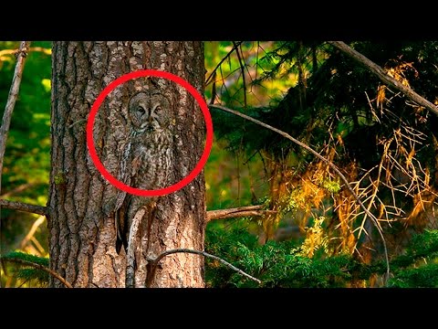 Видео: ТЕСТ. НАЙДИ ЖИВОТНЫХ НА ФОТО