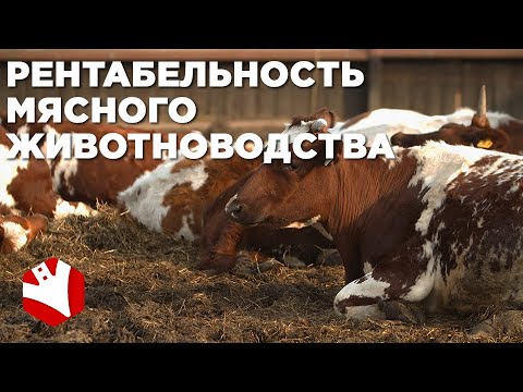 Видео: Рентабельность ферм | Молочное и мясное животноводство | КФХ Герефорд