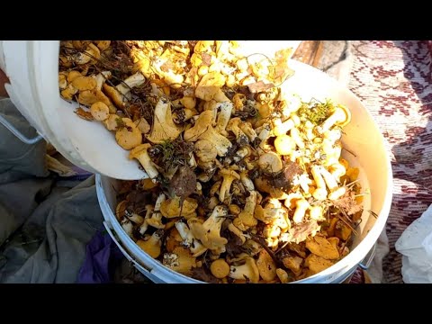 Видео: ПЕРВЫЕ ГРИБЫ 2022//КАК ЗАРАБОТАТЬ НА ГРИБАХ ??? Я как @griboiskatel