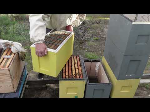 Видео: ЕСЛИ СЕМЬЯ ВОШЛА В РОЕВОЕ СОСТОЯНИЕ !!!