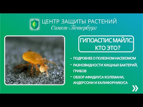 Видео: Гипоаспис Майлс. Кто это?