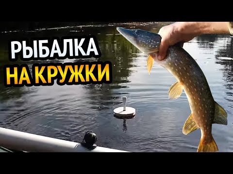 Видео: ЗАБЫТОЕ ОЗЕРО!!! РЫБАЛКА НА КРУЖКИ!!! ГОЛОДНАЯ ЩУКА РЕЖЕТ ЖИВЦА!!!