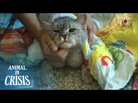 Видео: Кошка, которой издеваются, отчаянно хочет есть пищевые отходы,даже если это может повредить ее жизни