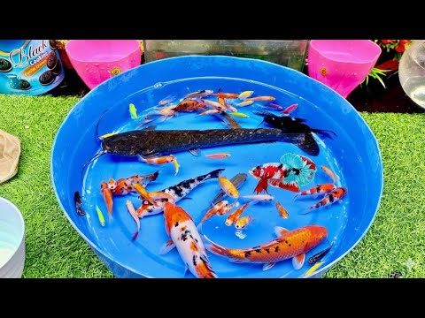 Видео: Поймайте красивых декоративных рыб в небольшом пруду: детенышей черепах, кои, рыбу-гло, сомов, ка...