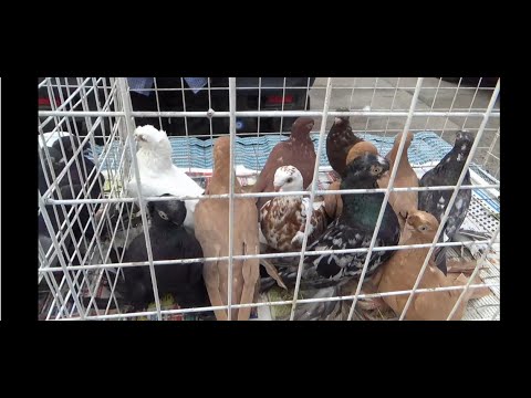 Видео: ЯРМАРКА ГОЛУБЕЙ В УФЕ 8 ИЮНЯ 2024 г