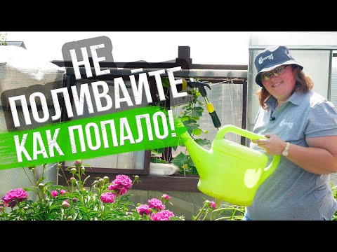 Видео: Как поливать капусту, томаты, огурцы, клубнику, перец, картошку, лук? Правильный полив огорода