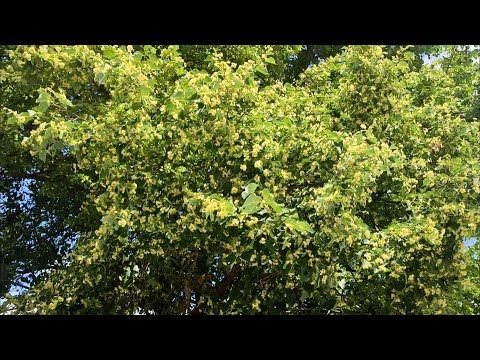 Видео: Доклад по ЛИПЕ на 22.06.2025