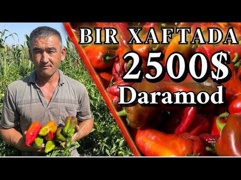 Видео: Ochiq dalada Bulgʻor qalampiridan Bir haftada 2500$ daromad. 2500$ дохода из балгарского перца