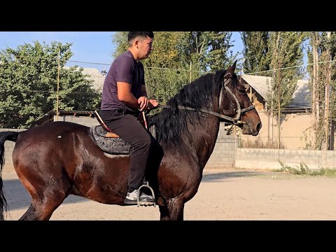 Видео: ДЕХКОНДАН КОРАБАЙИР ОТ СОТИЛАДИ УЛОГИ 100% КАФОЛАТ..#otbozor #horse 