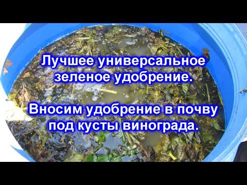 Видео: Лучшее универсальное зеленое удобрение. Вносим удобрение в почву под кусты винограда.