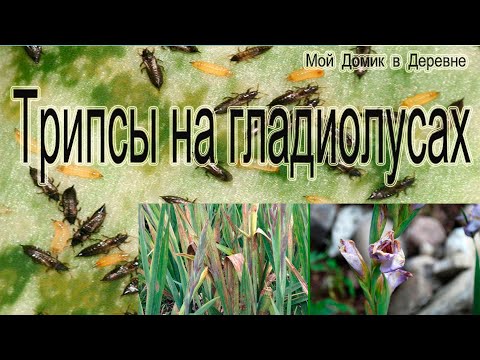 Видео: Трипсы на гладиолусах! Самый эффективный способ борьбы!!!!