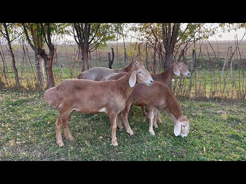 Видео: Атактуу БЕЗУХИЙден качкан койлор сатылат! БЕЗУХИЙ эми жаңы короого келди