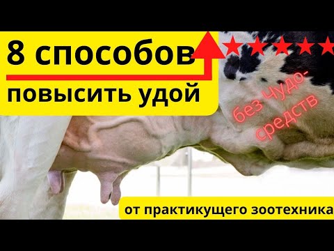 Видео: 8 способов поднять удой коровы, как повысить удой #увеличитьудой