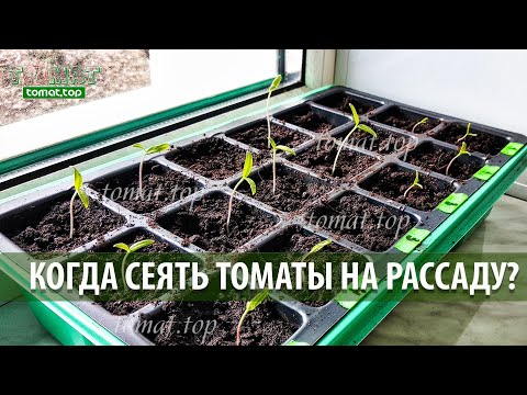 Видео: Когда сеять томаты на рассаду? Что нужно учитывать, о чем многие не говорят? Выращивание рассады