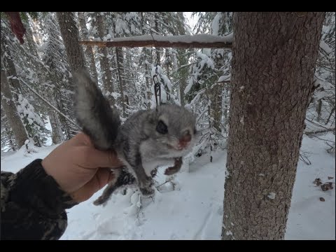 Видео: Промысловая охота на куницу! Добыт чудо зверь! Новогодняя изба...
