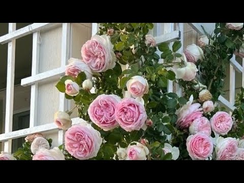 Видео: Пересаживаю розу Пьер де Ронсар в горшок