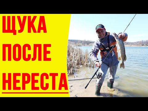 Видео: Щука после нереста! Как обхитрить и поймать щуку ► Рабочие проводки, приманки и места ловли