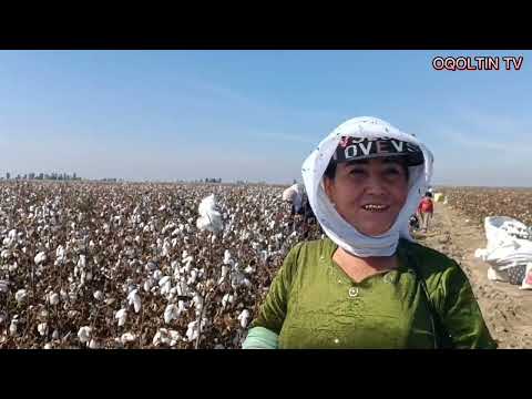 Видео: Околтин тумани Янги хаёт махалласи пахта майдонида