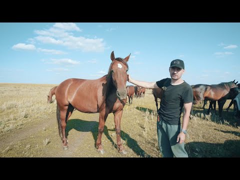 Видео: ЕЛАНСКИЙ КОННЫЙ ЗАВОД 